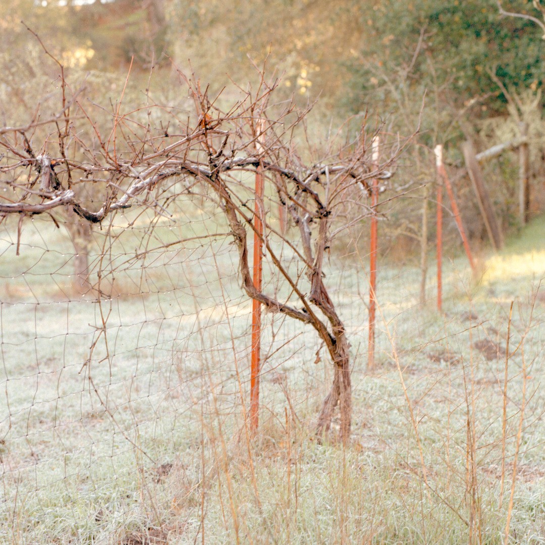 Photograph of a dormant grapevine along a fence. Overall color scheme is somewhat pastel.