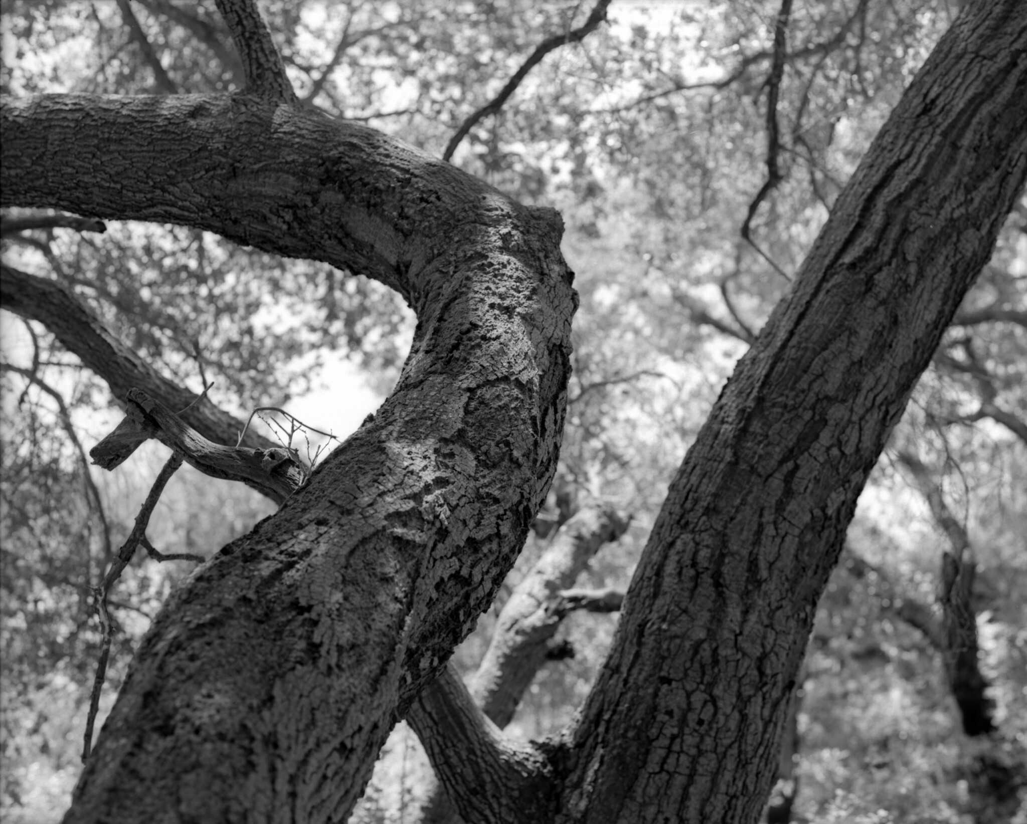 Black and white photo of trunks of two live oak trees. The bark is a darker color with a more well-lit forest background