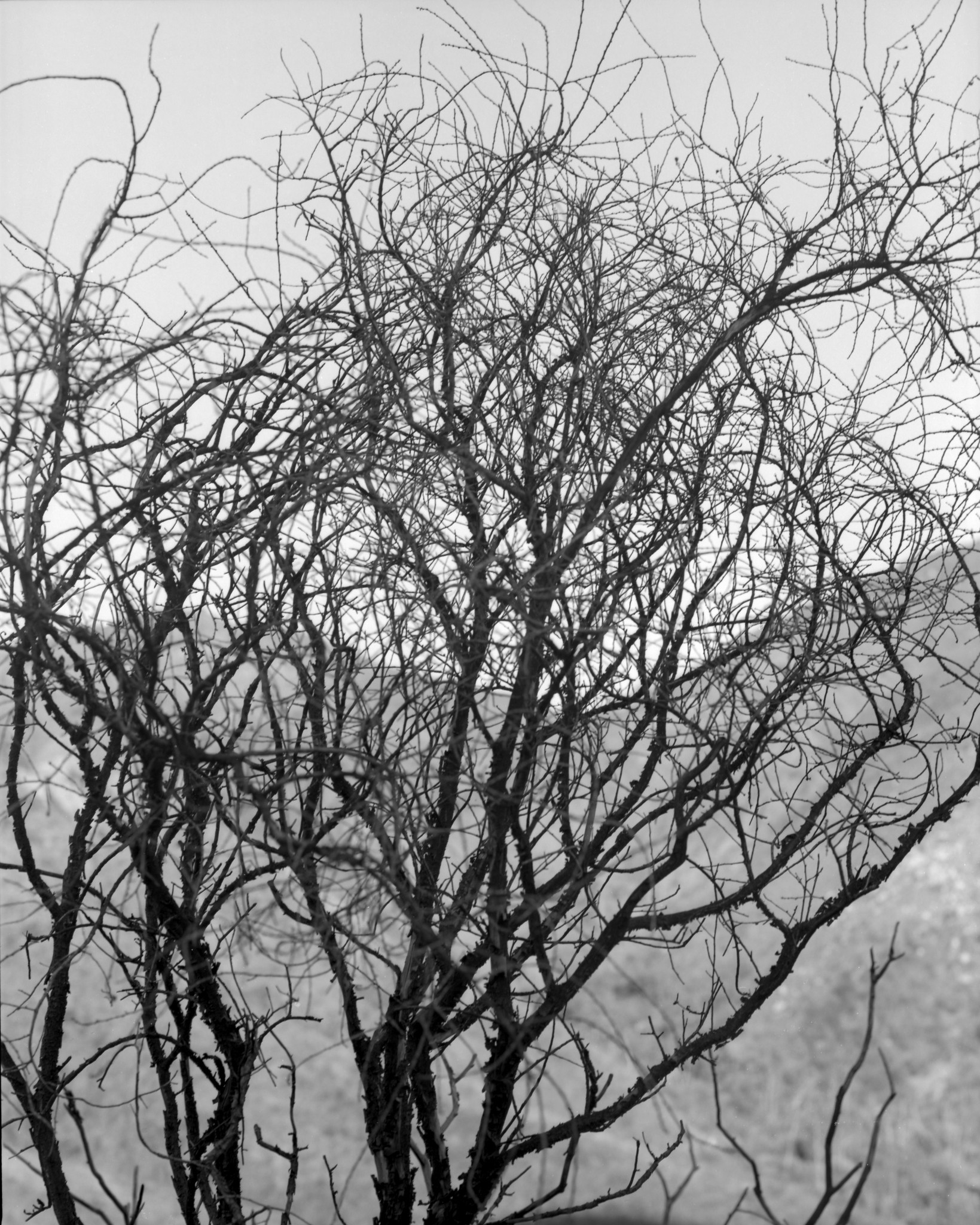 Black and white photo of dormant bush in front of chapparral hills
