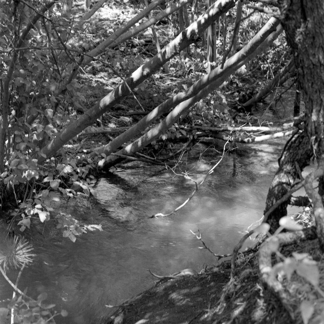 Black and white photo of a creek continuing through the bottom-left part of the photo with various oak and pine trees alongside it and branches hanging diagonally over the creek.