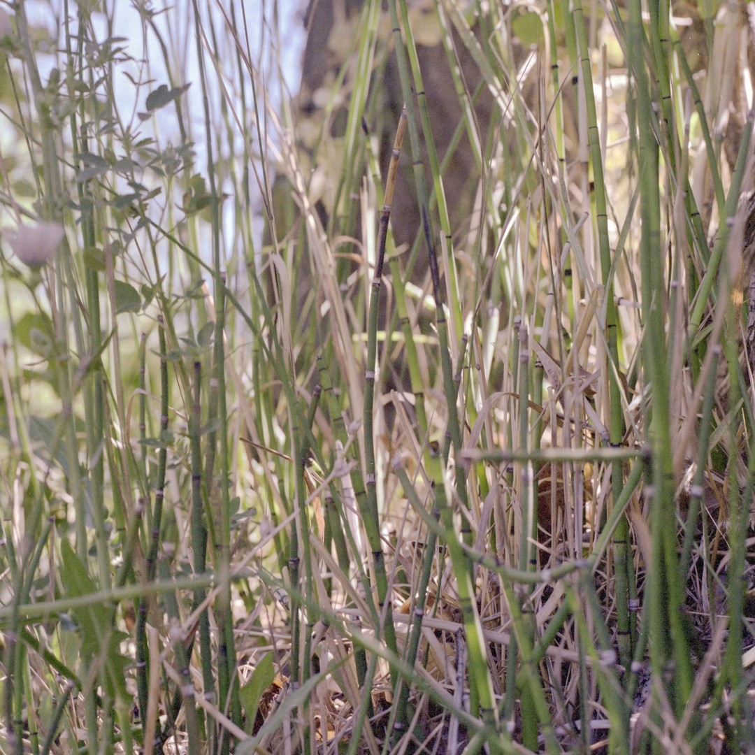 Closeup of horsetails where the tops of the plants are cut out by the view